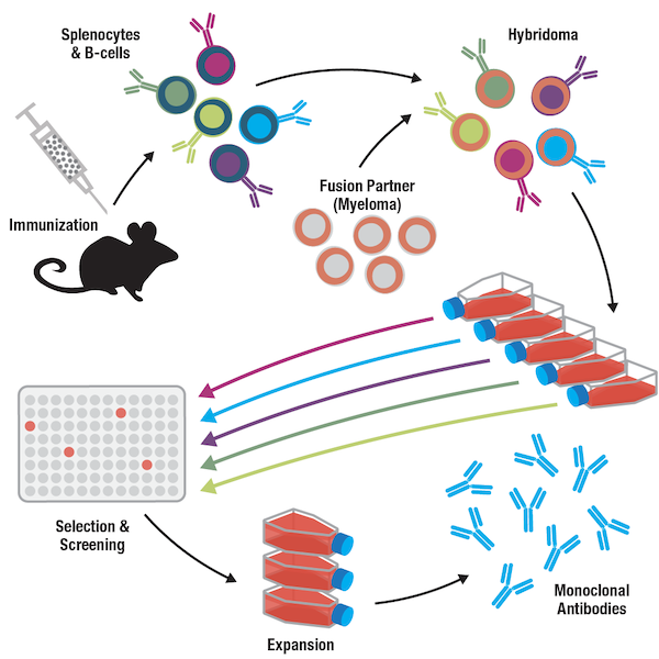 Antibody Essentials Part 4: Polyclonal Vs Monoclonal Antibodies